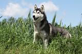 SIBERIAN HUSKY 324